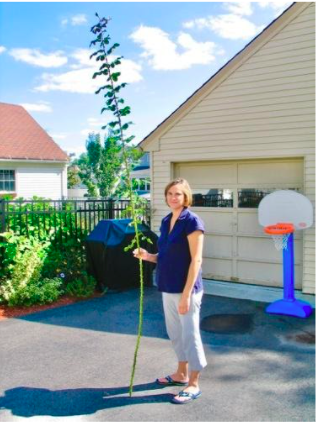 growing the tallest rose